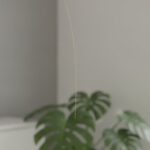 How Long Do PDO Threads Last? Longevity & Results Guide